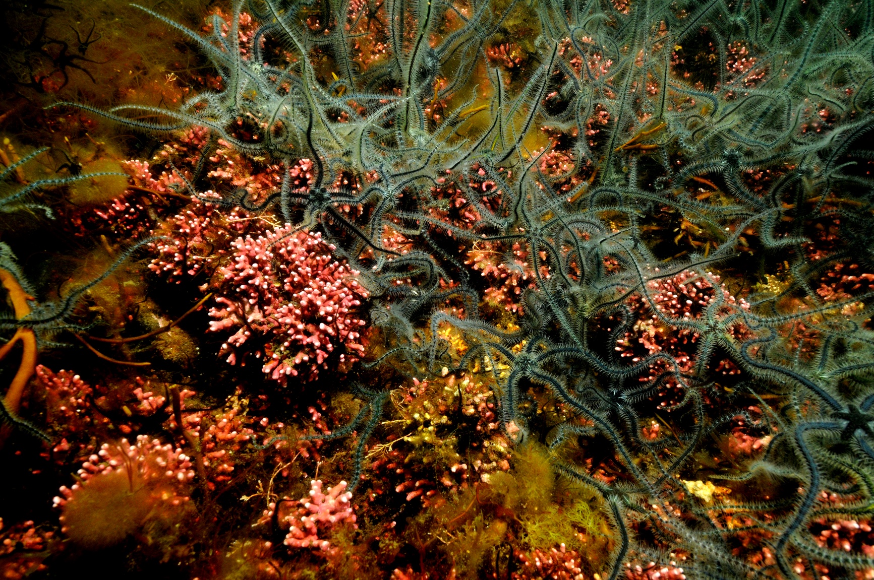 2012, EMU, Zone 7 - Navitus Bay, Benthic Ecology Characterisation Survey
